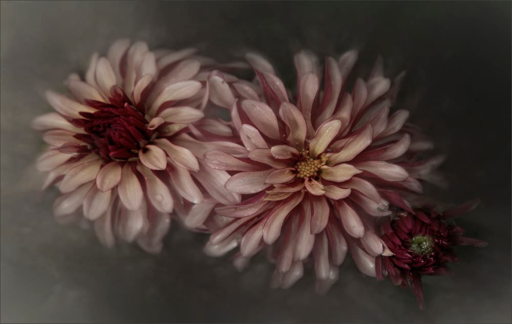 Romantic Dahlia Still Life by Gilbert Claes — canvas wall art