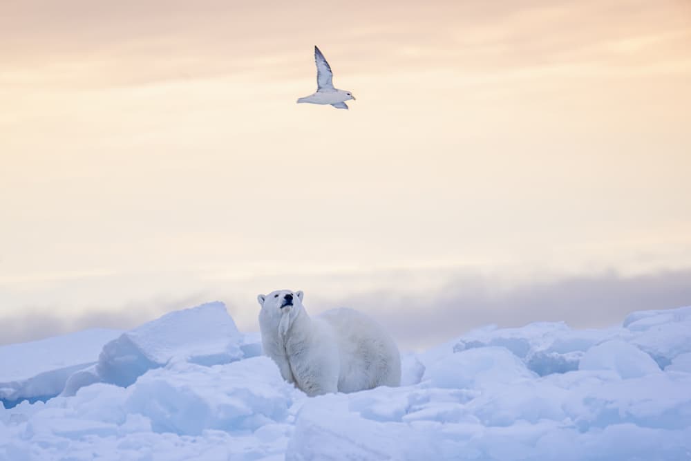 Arctic Bear and Bird by Siyu_Wei APA — canvas wall art