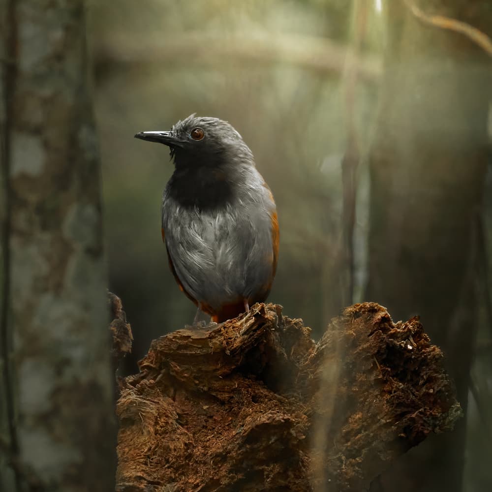 Quiet Forest Bird by Lisandro PEREZ — canvas wall art