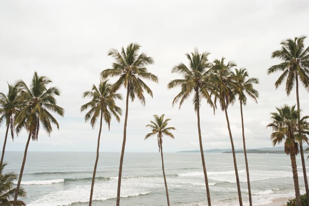 Palm Paradise by Kathrin Pienaar — canvas wall art
