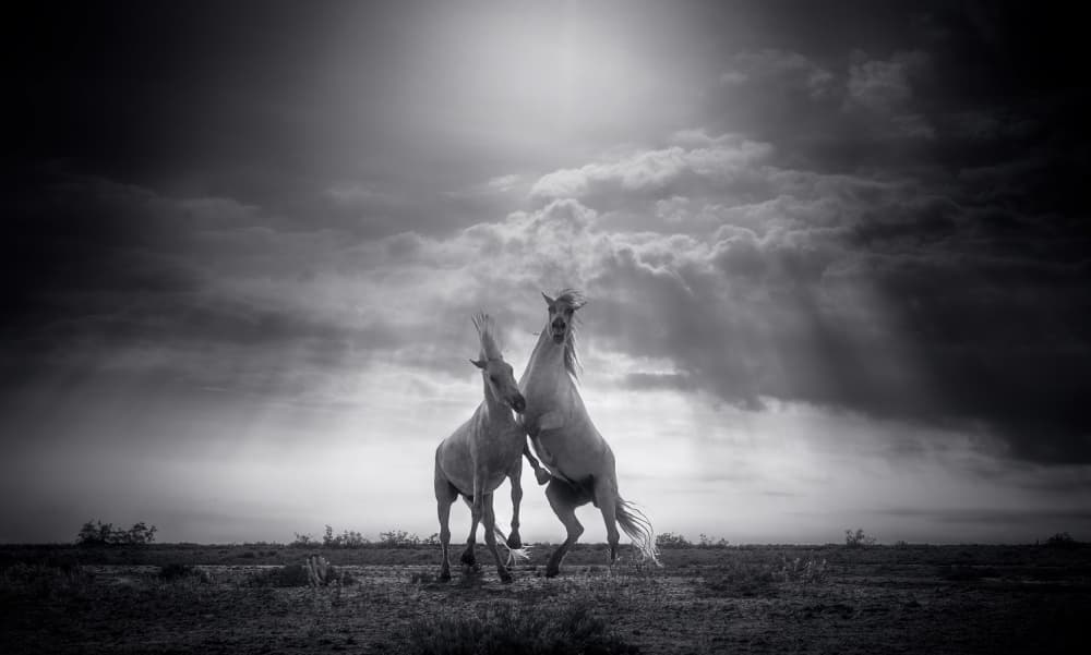 Dramatic Horse Battle by joanaduenas — canvas wall art
