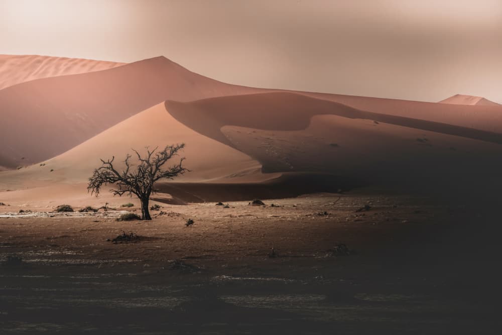 Lone Desert Tree by C. Ray Roth — canvas wall art