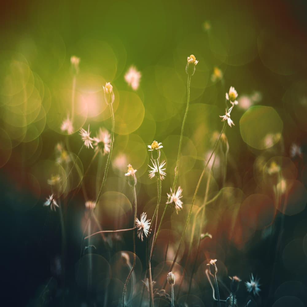 Daylight by Stefan Eisele — canvas wall art