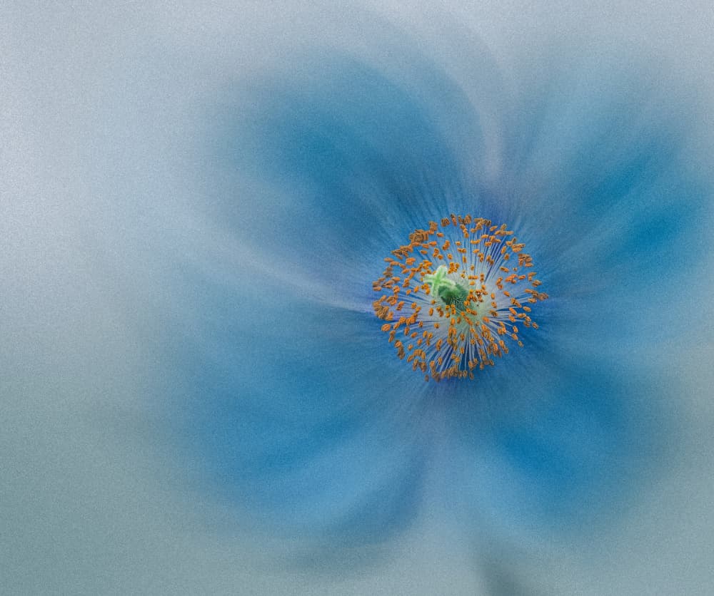 Soft Blue Poppy by Wei Xu — canvas wall art