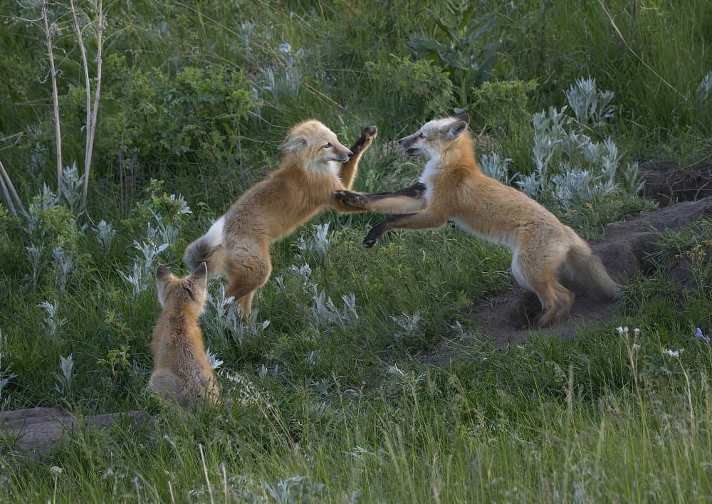 Playful Fox Kits by Ronald Scott Johnson — canvas wall art