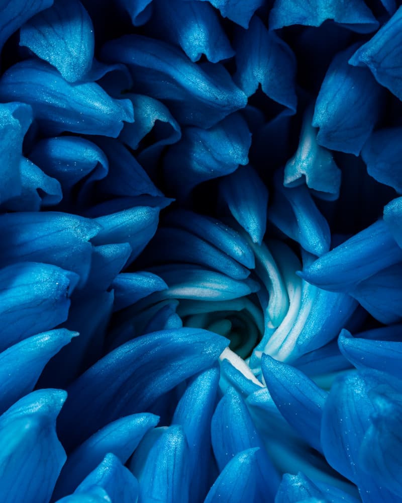 Indigo Floral Layers by Konstantin Morozov — canvas wall art