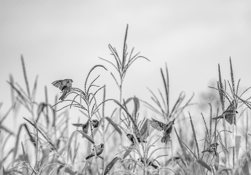 Wild Birds In Corn by Oana Vasileniuc — canvas wall art