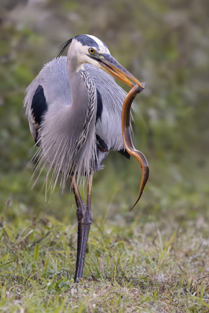 A Happy Heron by Linda D Lester — canvas wall art