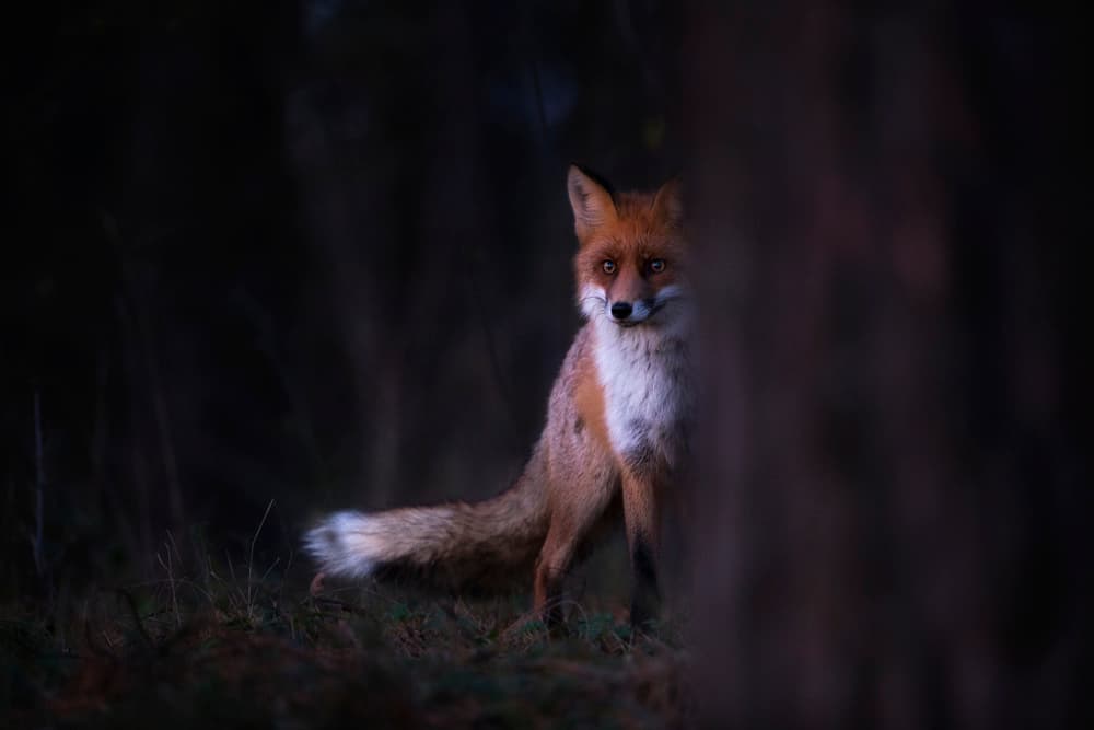 Mysterious Forest Fox by Sebastian Mastahac — canvas wall art