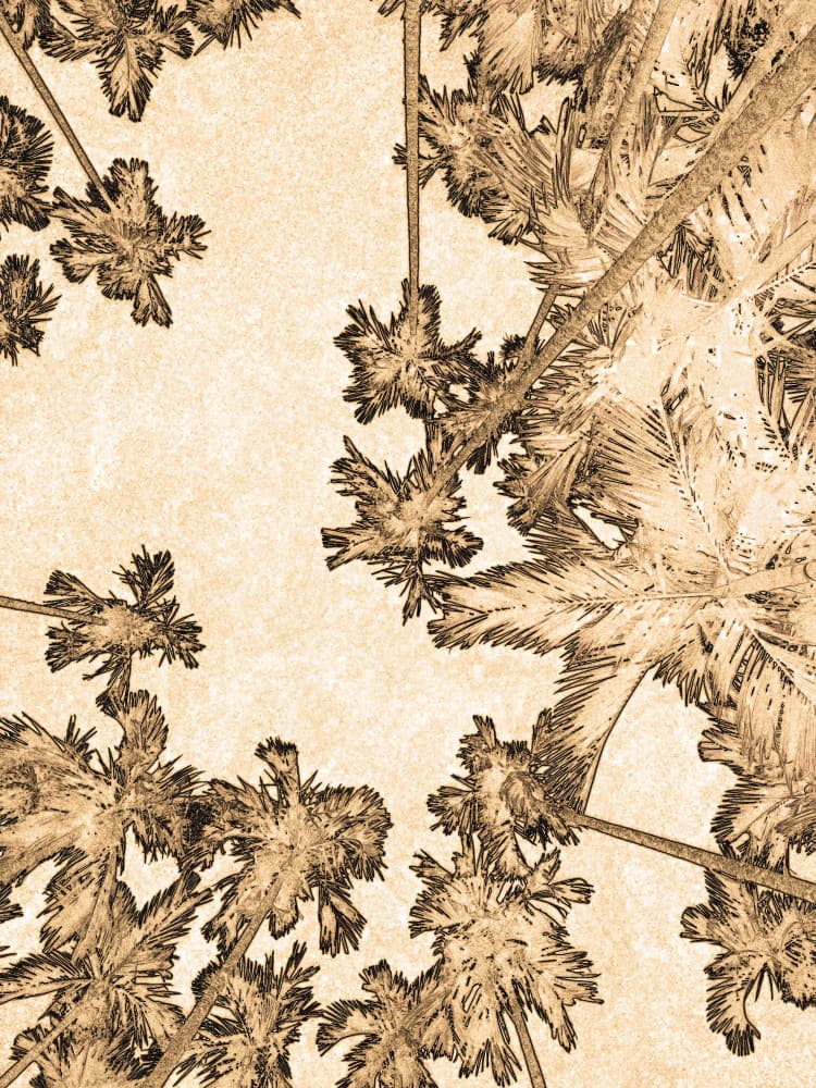 Vintage Palm Trees Sketch by Santhosh ch — canvas wall art