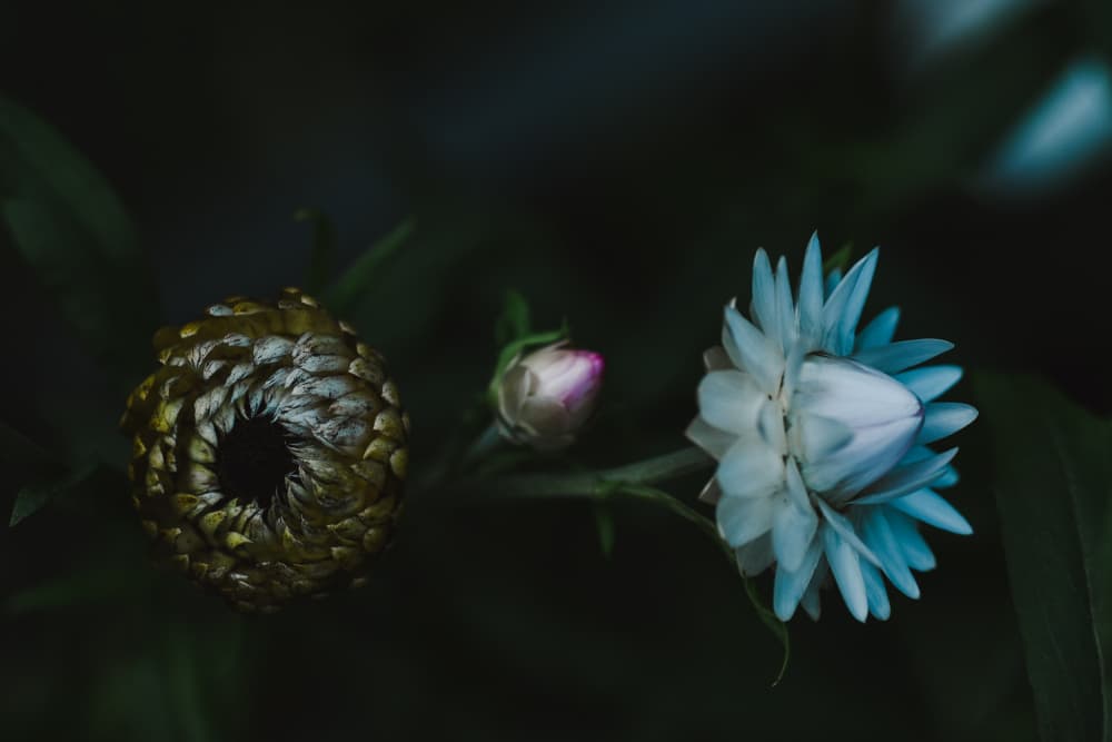 Moody Floral Unfolding by Vedrana Domazet — canvas wall art