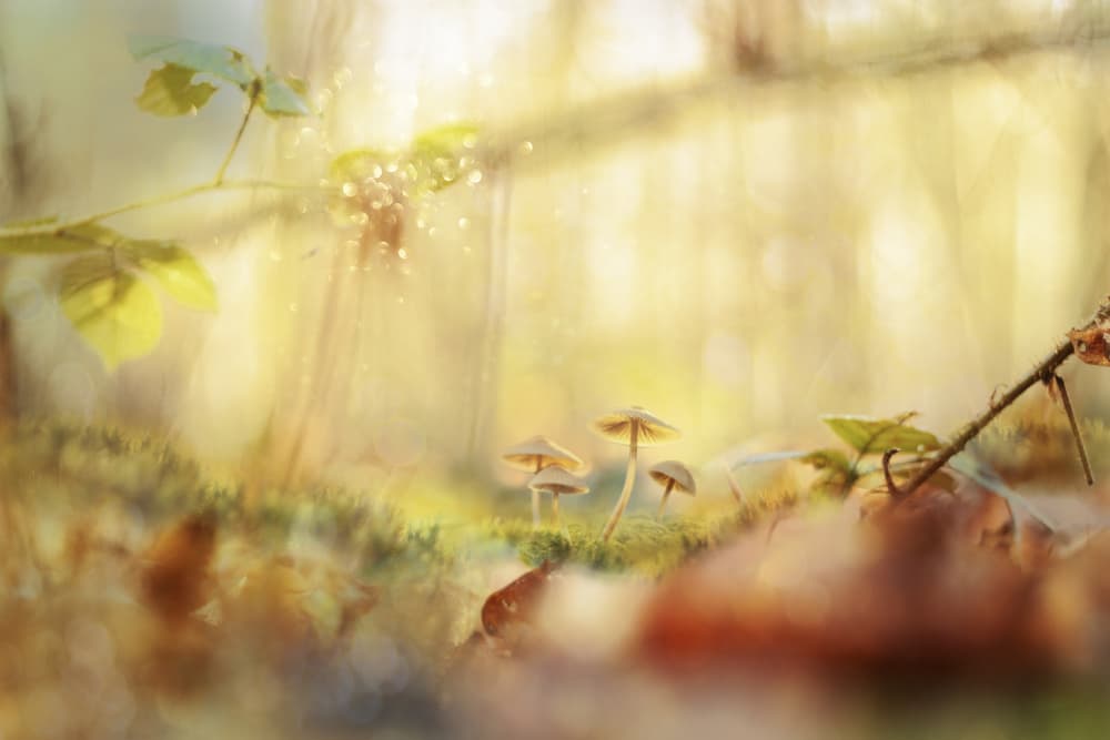 Enchanted Forest Mushrooms by Ewa Całkosińska-Kajzer — canvas wall art