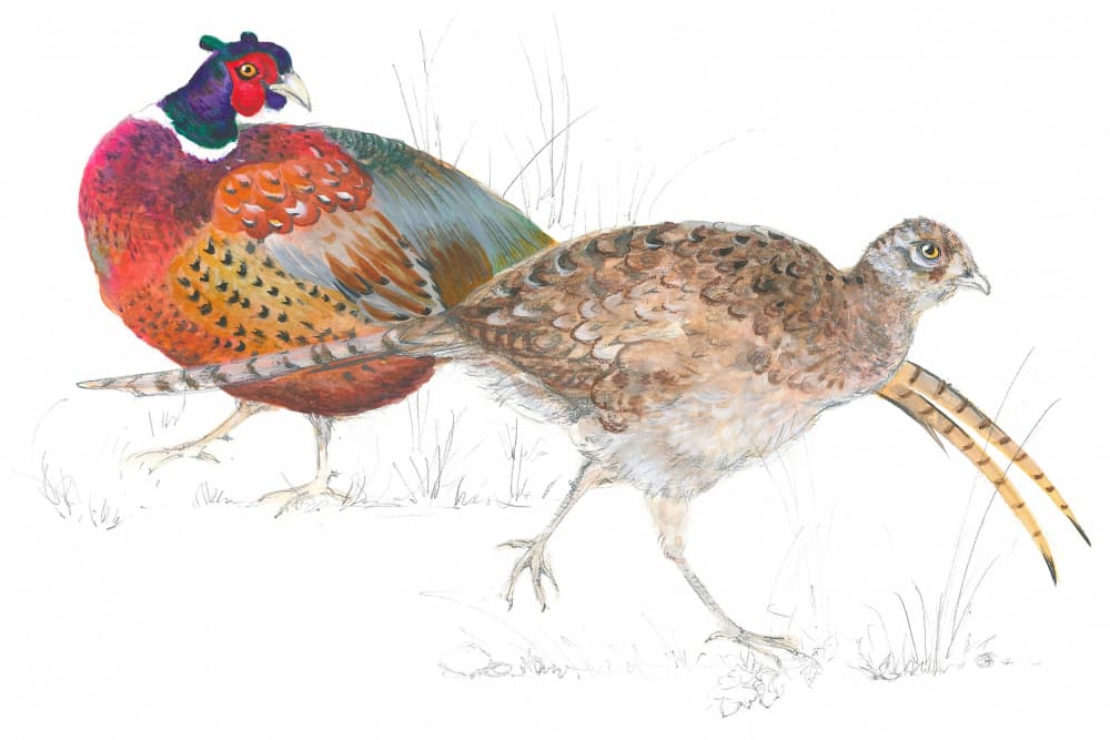 Pheasant Pair Stroll by Isabelle Brent — canvas wall art