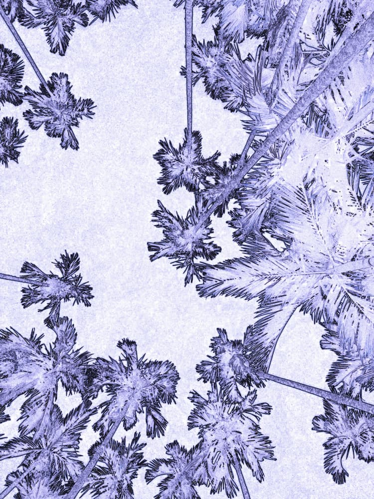 Purple Palm Canopy by Santhosh ch — canvas wall art