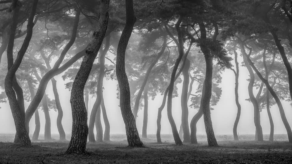 Curved Pines in Mist by Tiger Seo — canvas wall art