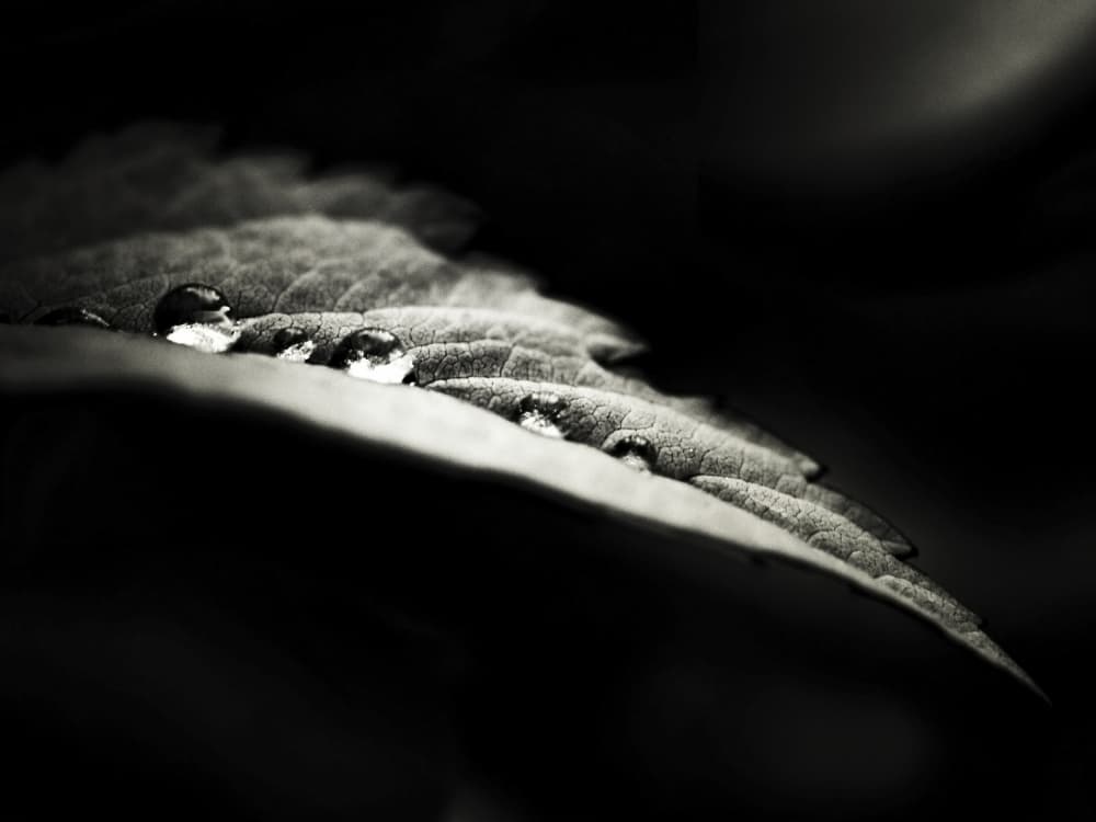 Dark Leaf Water Drops by David Senechal Photographie (polydactyle) — canvas wall art