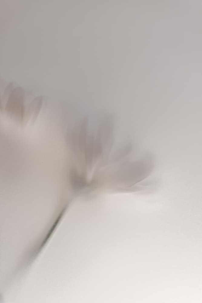 Blurred Flowers 1 018a5454 by Mareike Böhmer — canvas wall art