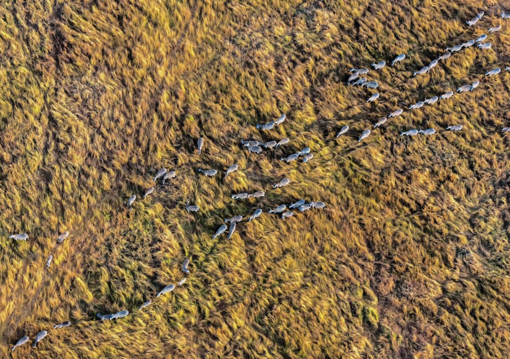 Golden Tundra Migration by Jiahong Zeng — canvas wall art