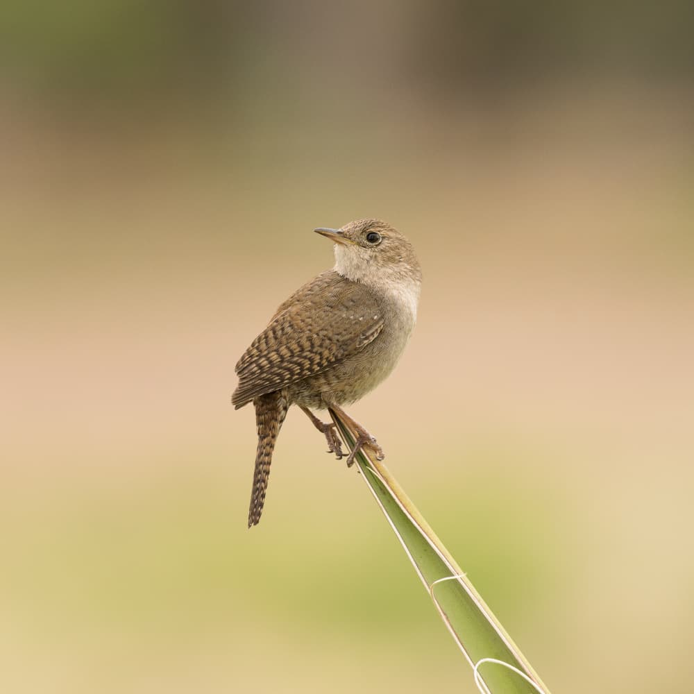 Wren Perched Calmly by Xiang yang Cui — canvas wall art