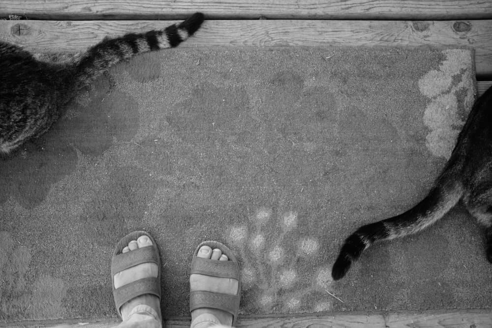 Cat Tails and Sandals by Sydney Harter — canvas wall art