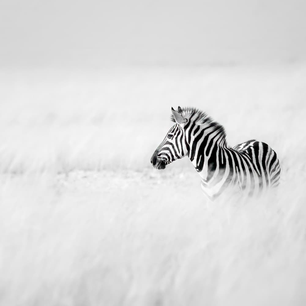 Serene Zebra Foal by Peter Schoeman — canvas wall art