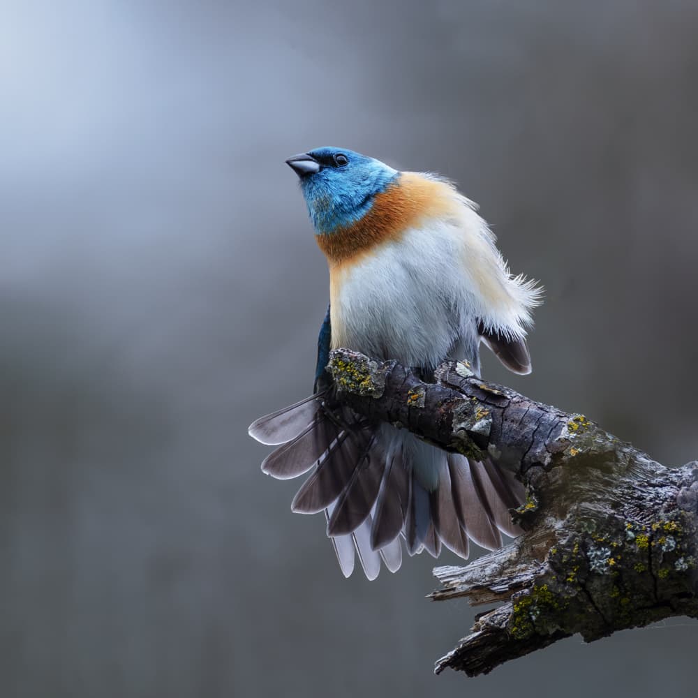 Lazuli bunting by Taksing (吉星高照) — canvas wall art
