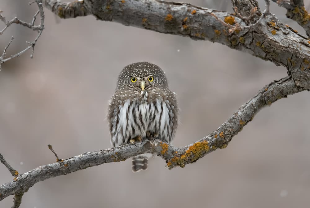 Watchful Pygmy Owl by Greg Barsh — canvas wall art
