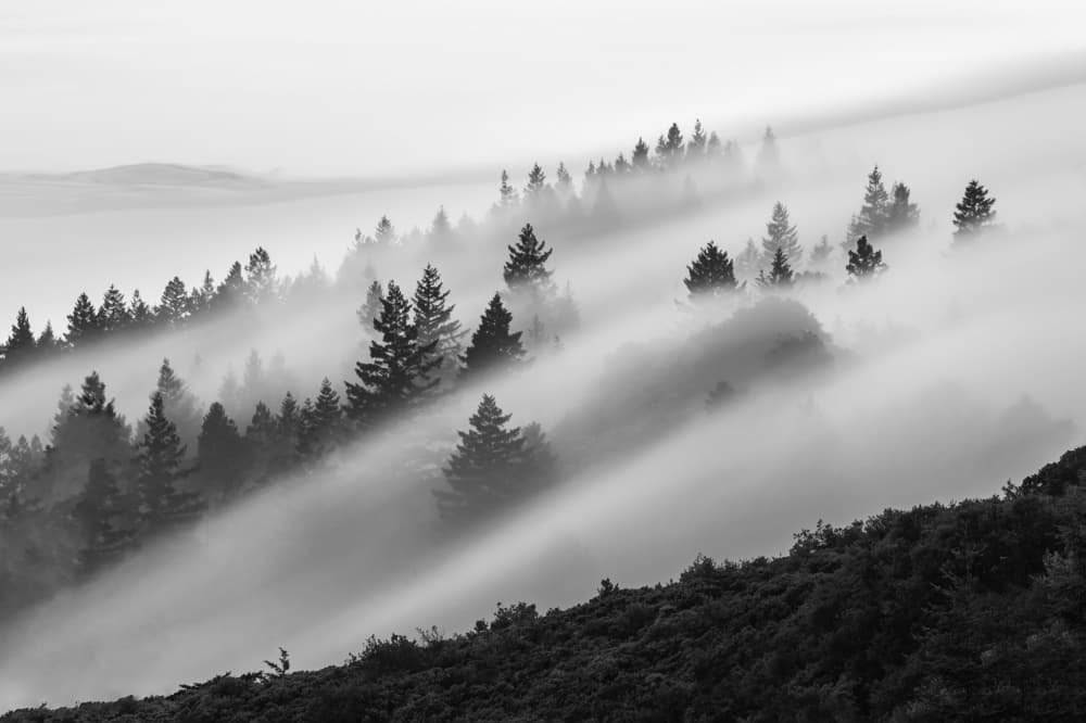 Foggy Forest Serenity by Ryan Li — canvas wall art