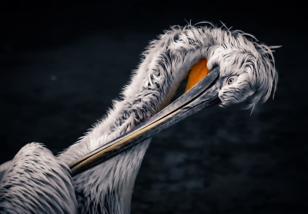 Regal Pelican Portrait by Zina Heg — canvas wall art