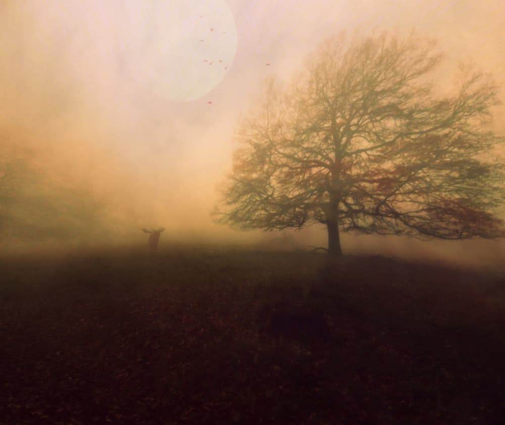 Deer in Golden Mist by Robert Fabrowski — canvas wall art