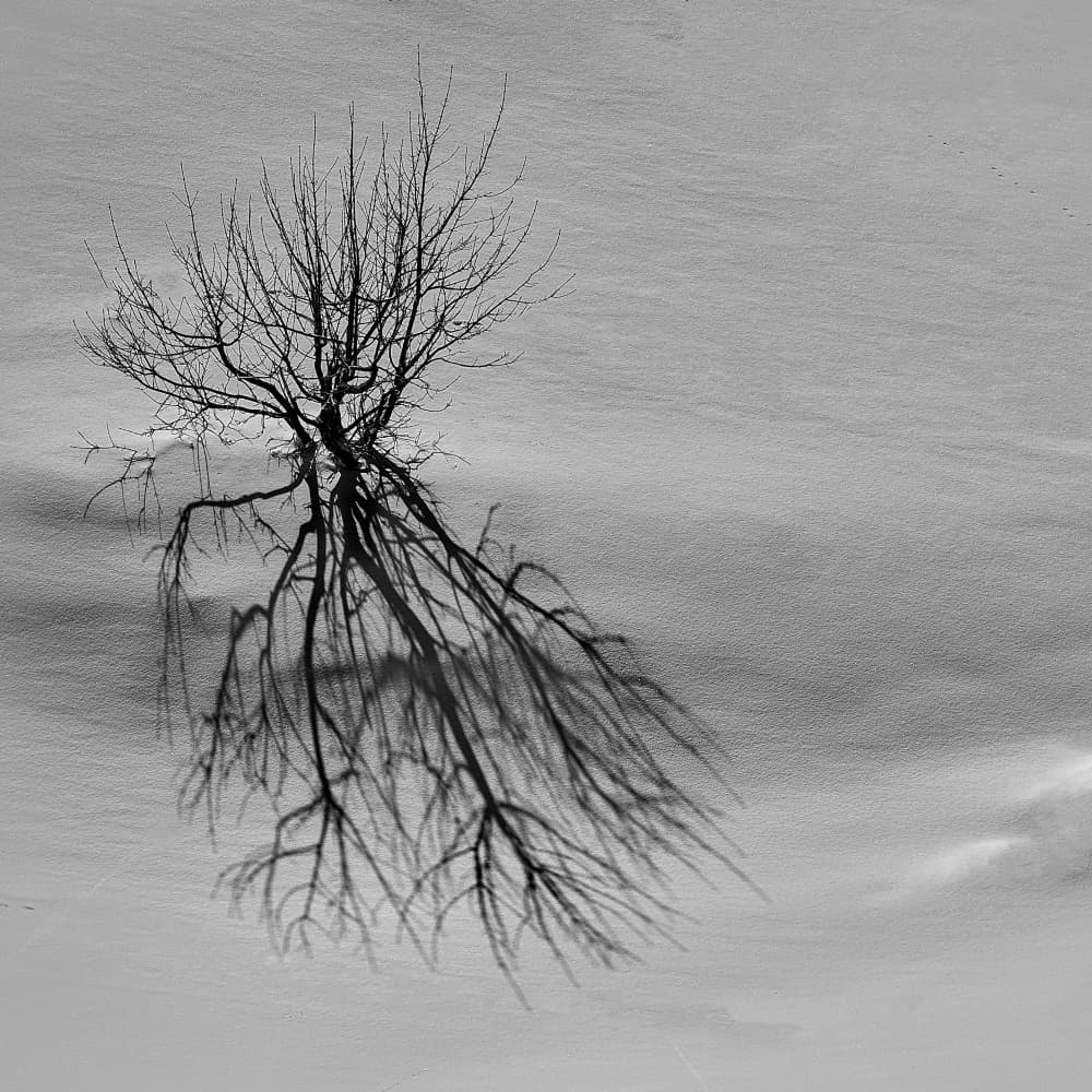 Winter Tree Shadow by Valentin Borsan — canvas wall art