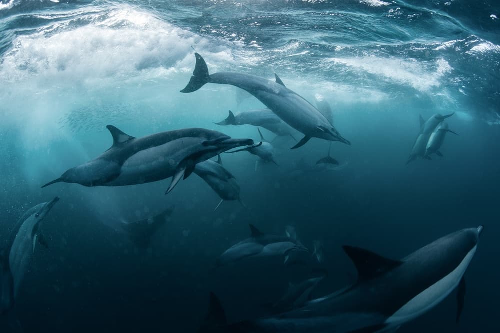 Dolphins Under The Wave by Andrey Narchuk — canvas wall art