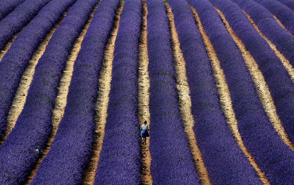 Woman in Lavender Field by Claudio Moretti — canvas wall art