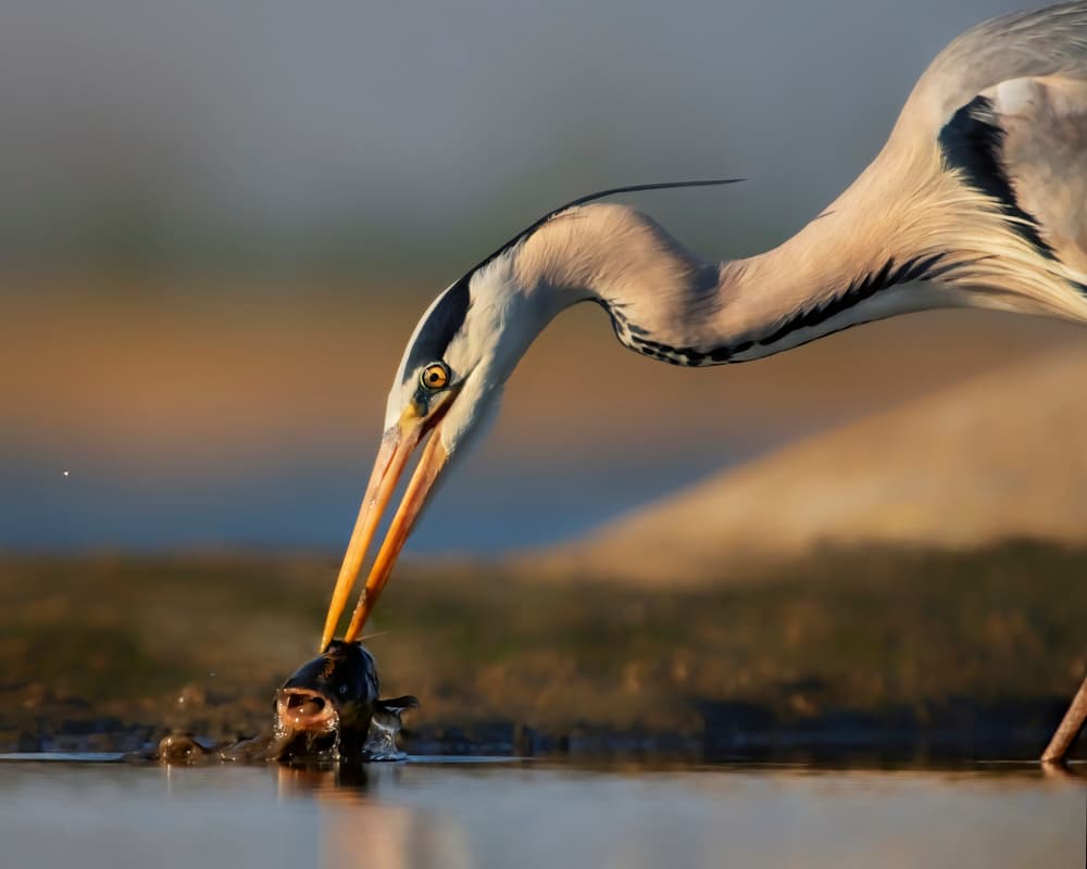 Heron's Golden Catch by Jun Zuo — canvas wall art
