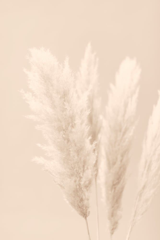Soft Pampas Plumes by Pictufy Studio III — canvas wall art
