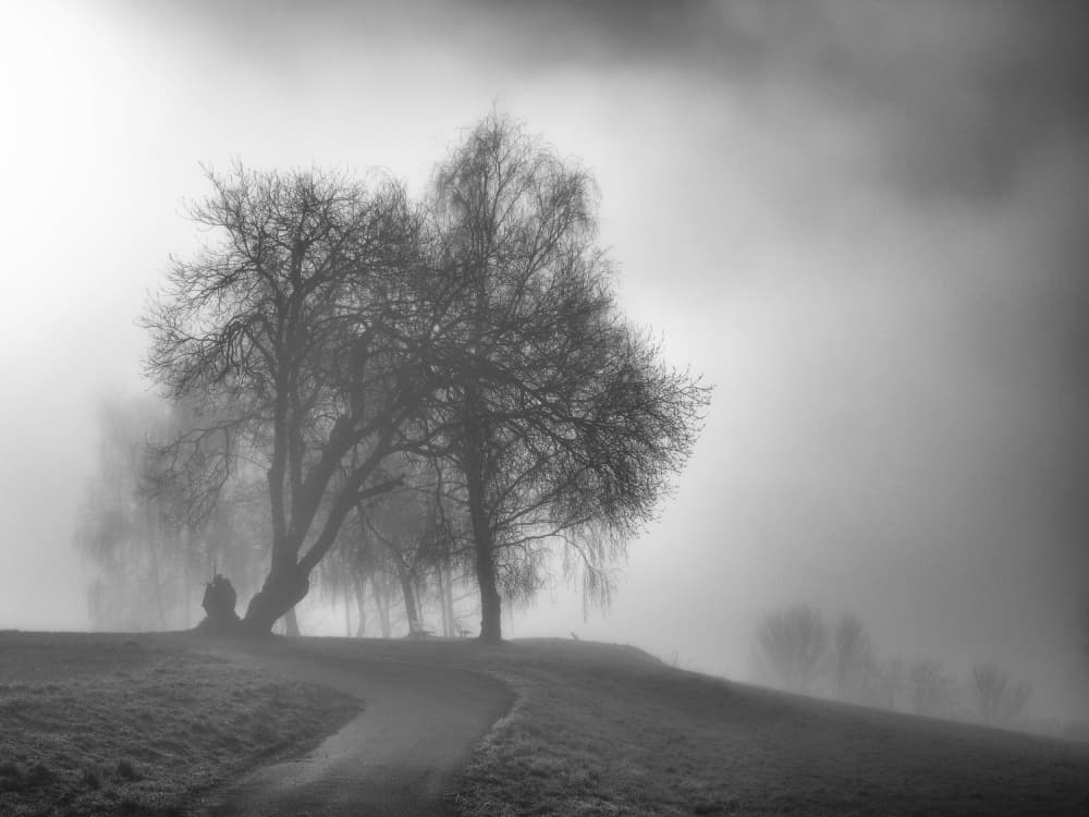 Foggy Winter Trees by Uschi Hermann — canvas wall art