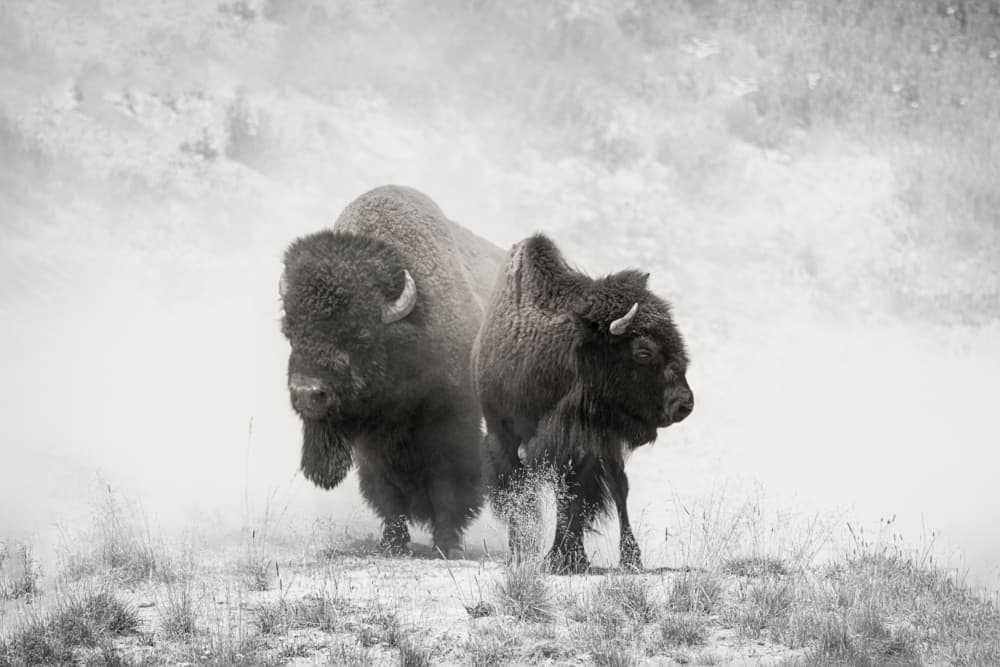 Majestic Winter Bison by Wenjin Yu — canvas wall art