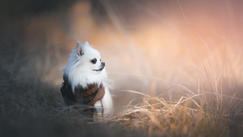 White Chihuahua Golden Light by Lienjp — canvas wall art