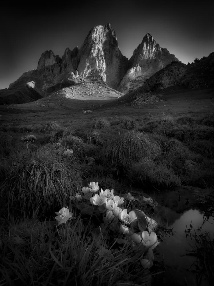 Dramatic Mountain Flowers by Ivan A. Godovikov — canvas wall art