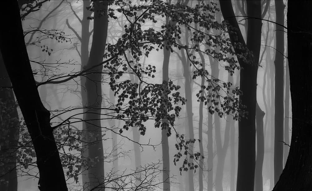 Mysterious Foggy Forest by Milan Uhrin  AFIAP AZSF — canvas wall art