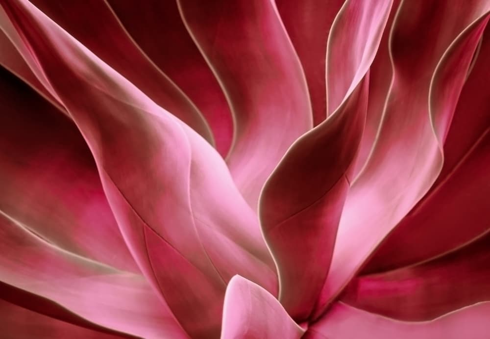Radiant Pink Succulent by Robin Wechsler — canvas wall art