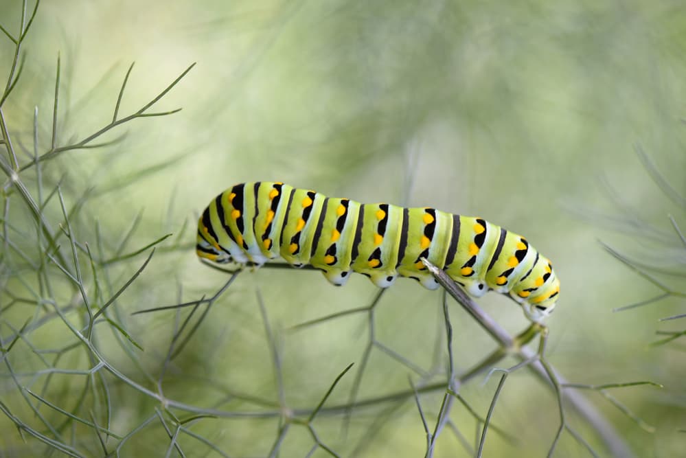 Vibrant Green Caterpillar by Victor Mozqueda — canvas wall art