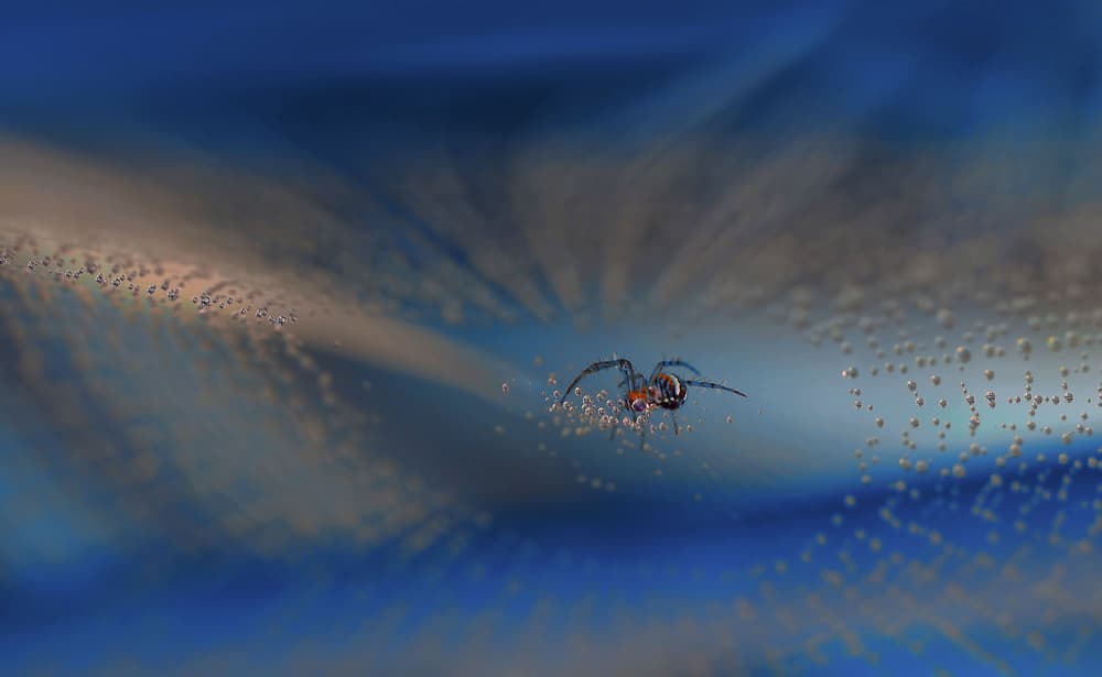 Spider on Sparkling Web by Thierry Dufour — canvas wall art