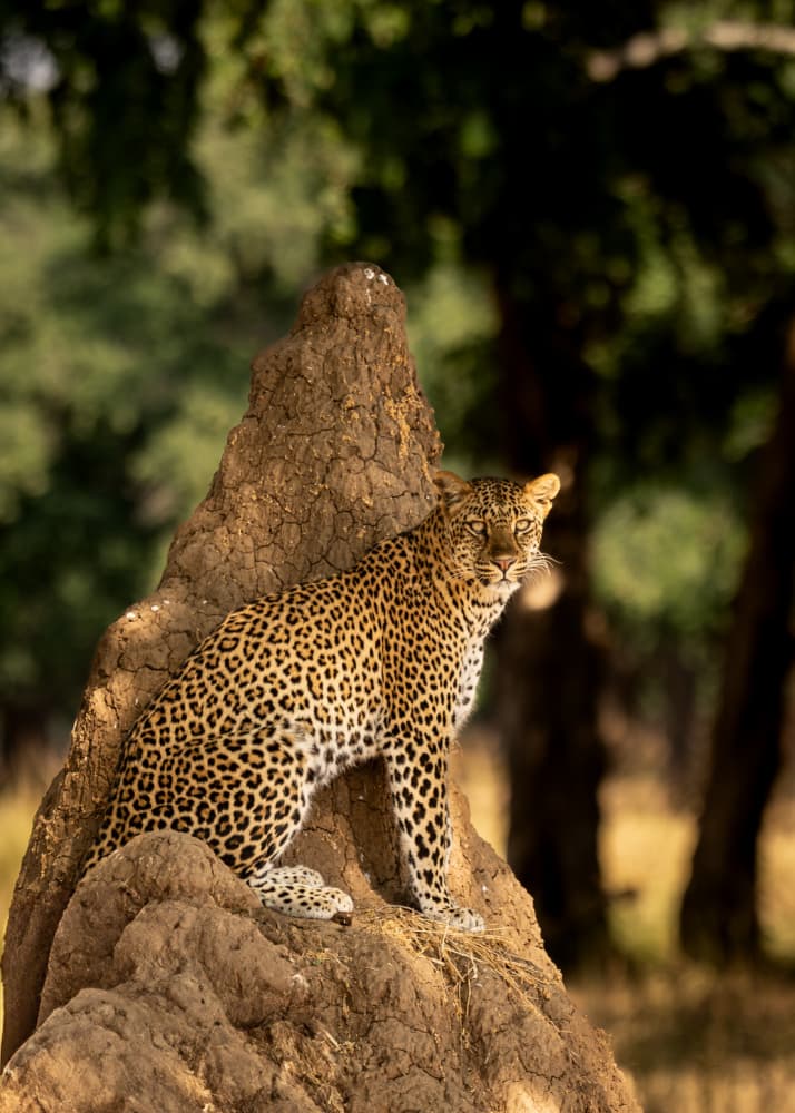 Watchful African Leopard by Shobhit Chawla — canvas wall art