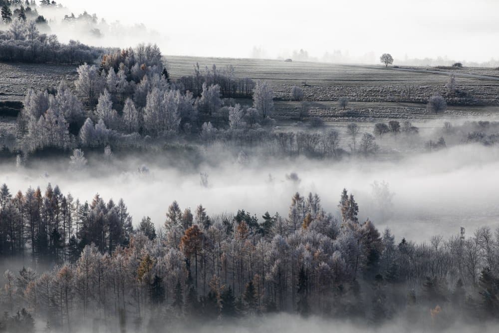 Misty Winter Forest by Aneta Mikulska — canvas wall art