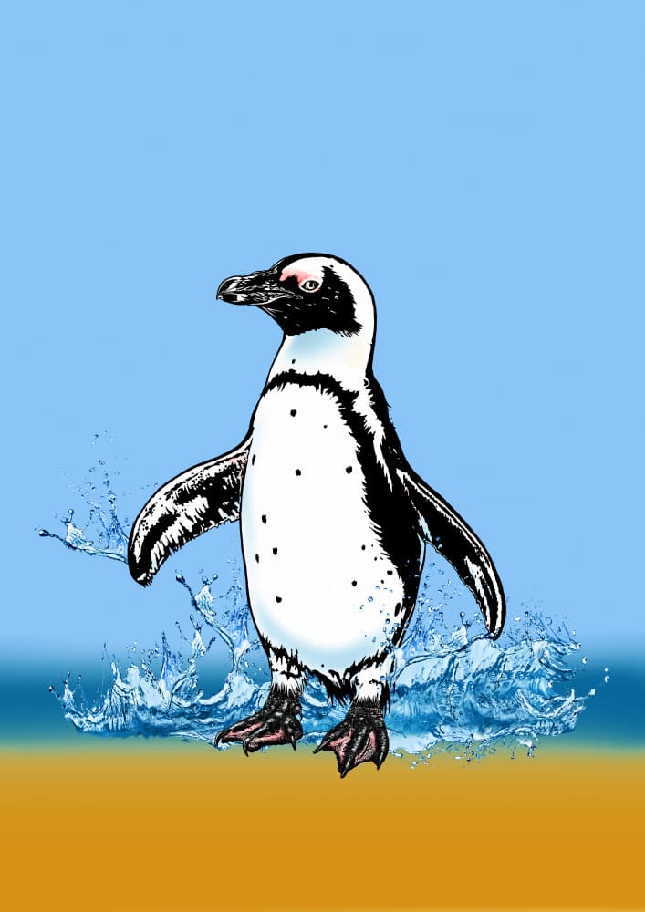 Splashing Beach Penguin by Carlo Kaminski — canvas wall art