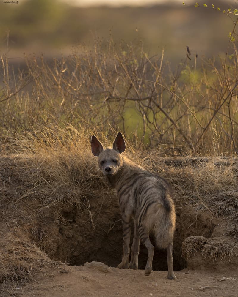 Curious Striped Hyena by Sandeep Shroff — canvas wall art