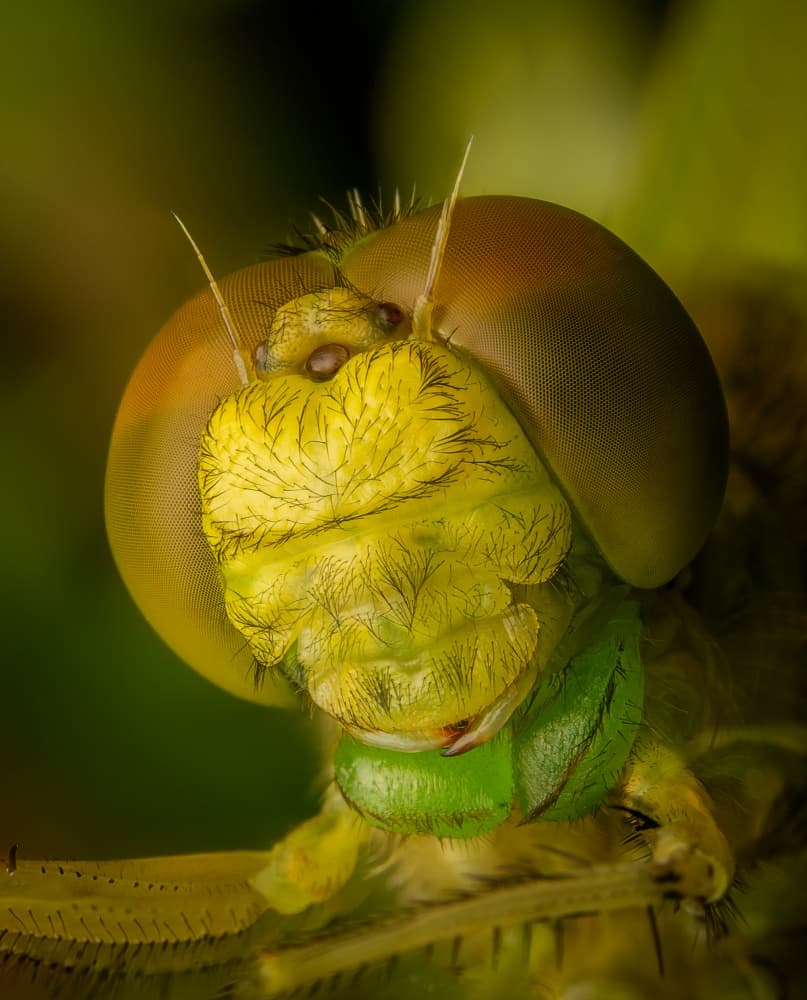 Vibrant Dragonfly Face by Eduard Andrica — canvas wall art