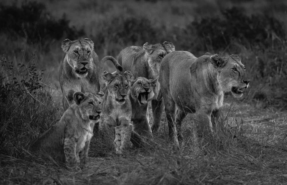 Lion Pride Walk by Hamza Qarooni — canvas wall art