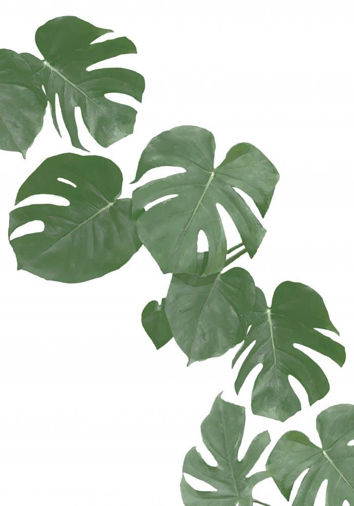 Tropical Monstera Leaves by Pictufy Studio II — canvas wall art